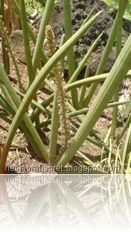Bunga Sansevieria Cylindrica “Skyline”